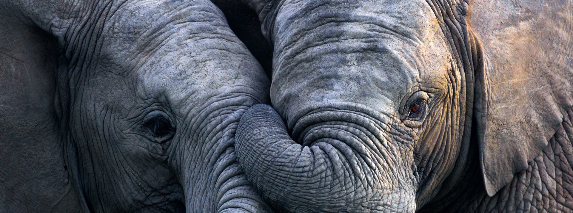 2 Elefanten kuscheln. Ein Symbol, dass es die Schiller Apotheke 2 x gibt.